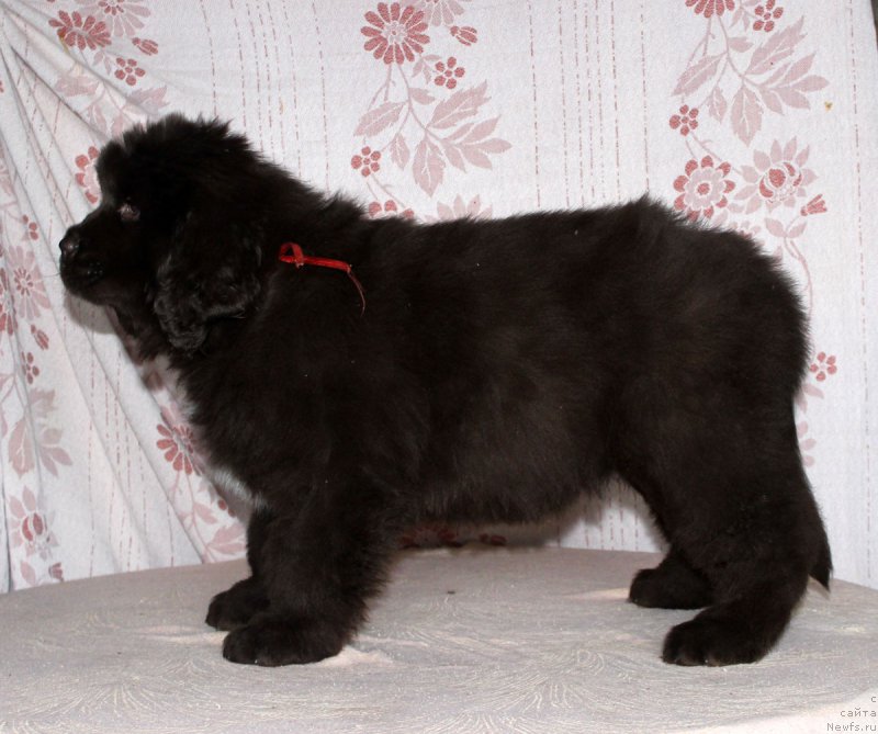 Фото: ньюфаундленд Браунблад МСК Ауди Рэд Лэсс (Brownblood MSK Audi Red Less)