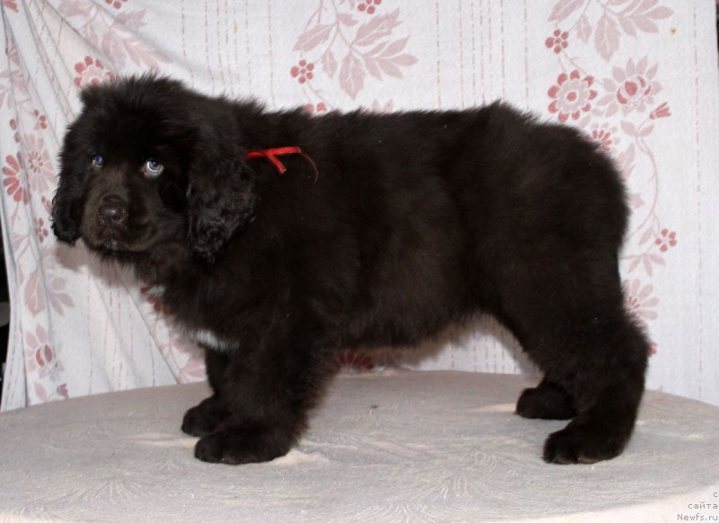 Фото: ньюфаундленд Браунблад МСК Ауди Рэд Лэсс (Brownblood MSK Audi Red Less)