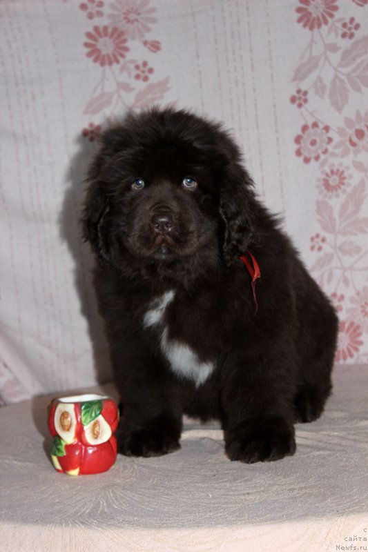 Фото: ньюфаундленд Браунблад МСК Ауди Рэд Лэсс (Brownblood MSK Audi Red Less)