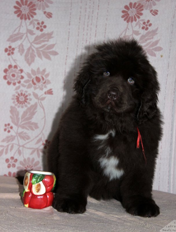 Фото: ньюфаундленд Браунблад МСК Ауди Рэд Лэсс (Brownblood MSK Audi Red Less)