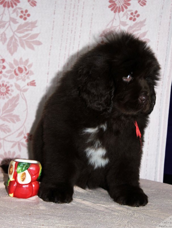 Фото: ньюфаундленд Браунблад МСК Ауди Рэд Лэсс (Brownblood MSK Audi Red Less)