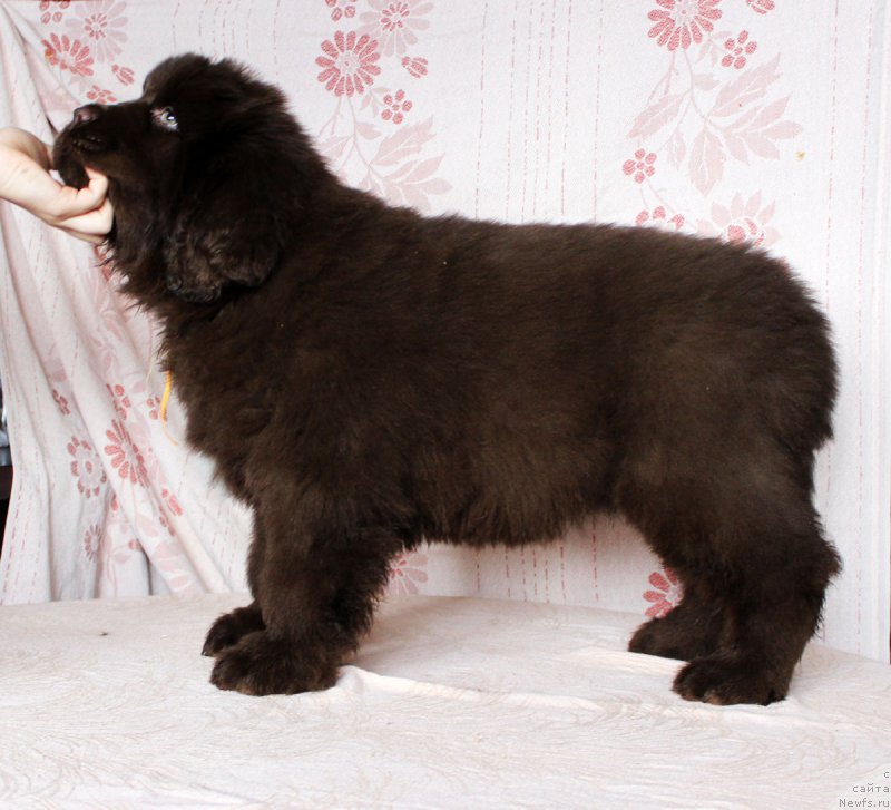 Фото: ньюфаундленд Браунблад МСК Армата Лойар Аид (Brownblood MSK Armata Loyar Aid)