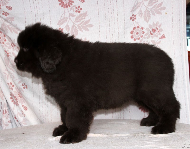 Фото: ньюфаундленд Браунблад МСК Армата Лойар Аид (Brownblood MSK Armata Loyar Aid)