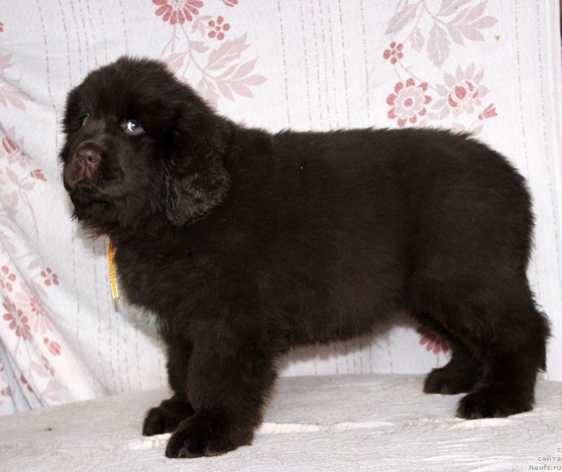 Фото: ньюфаундленд Браунблад МСК Армата Лойар Аид (Brownblood MSK Armata Loyar Aid)