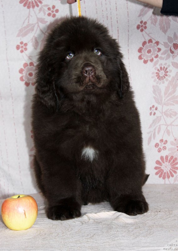 Фото: ньюфаундленд Браунблад МСК Армата Лойар Аид (Brownblood MSK Armata Loyar Aid)