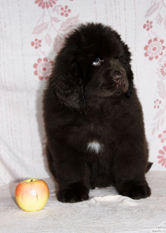 Фото: ньюфаундленд Браунблад МСК Армата Лойар Аид (Brownblood MSK Armata Loyar Aid)