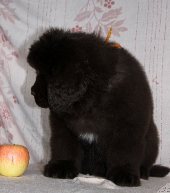 Фото: ньюфаундленд Браунблад МСК Армата Лойар Аид (Brownblood MSK Armata Loyar Aid)