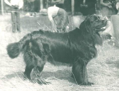 Фото: ньюфаундленд Юси Вендетта