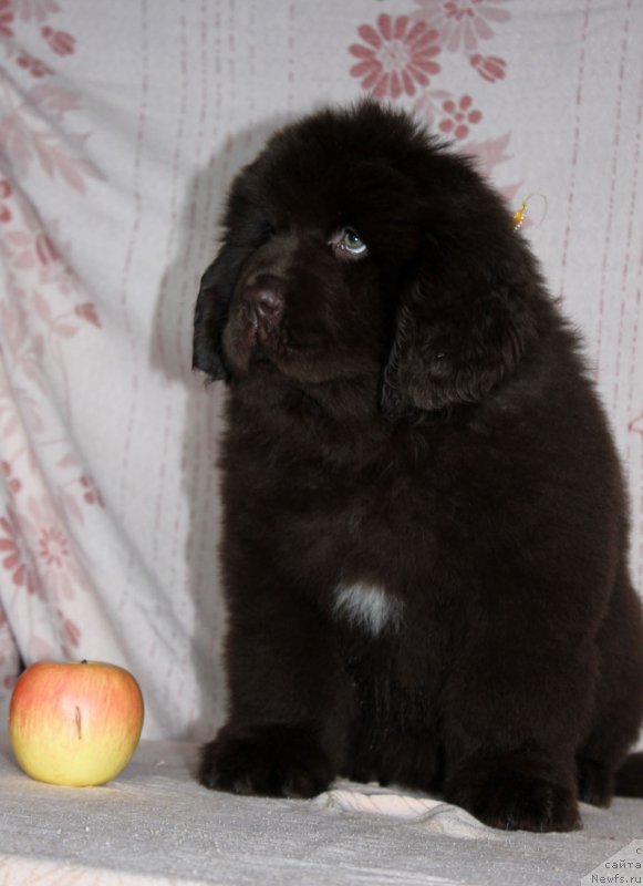 Фото: ньюфаундленд Браунблад МСК Армата Лойар Аид (Brownblood MSK Armata Loyar Aid)