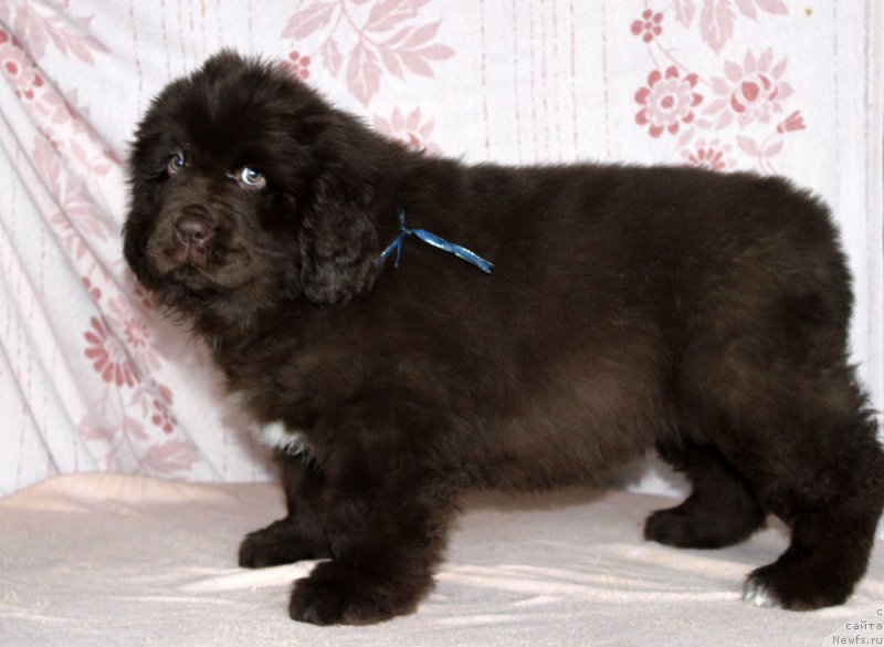 Фото: ньюфаундленд Браунблад МСК Альпина Гуардиан Соул (Brownblood MSK Alpina Guardian Soul)