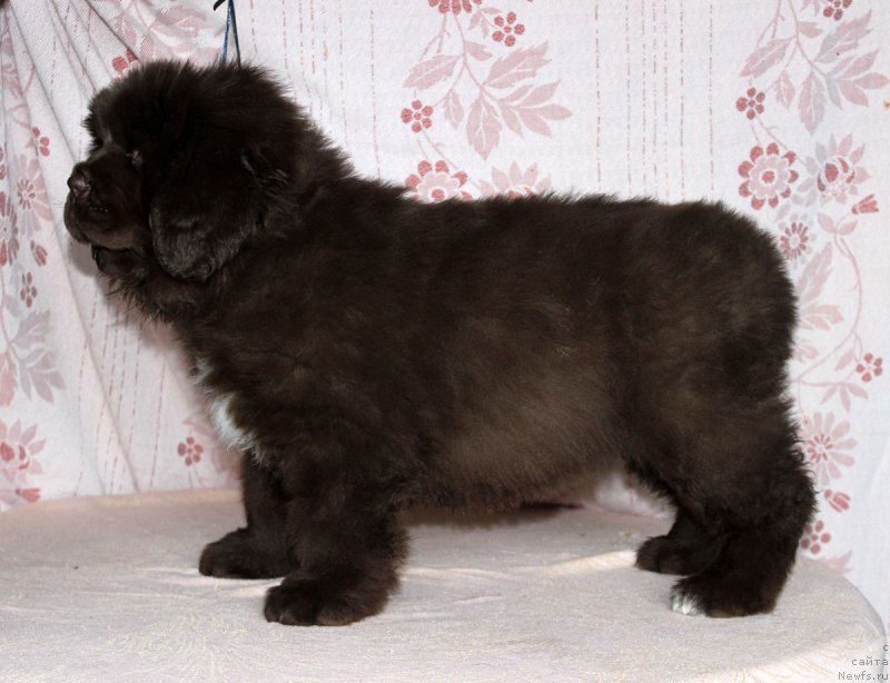 Фото: ньюфаундленд Браунблад МСК Альпина Гуардиан Соул (Brownblood MSK Alpina Guardian Soul)