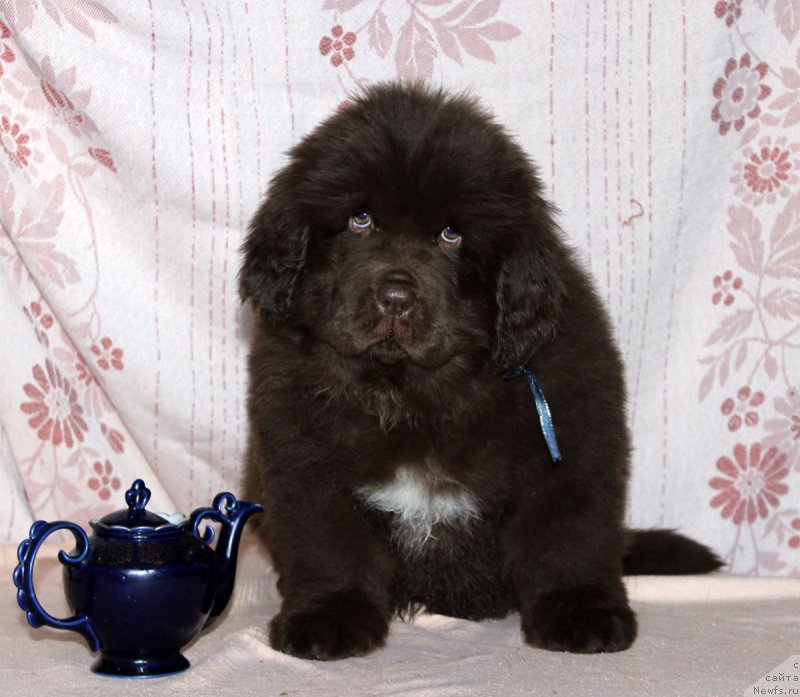 Фото: ньюфаундленд Браунблад МСК Альпина Гуардиан Соул (Brownblood MSK Alpina Guardian Soul)