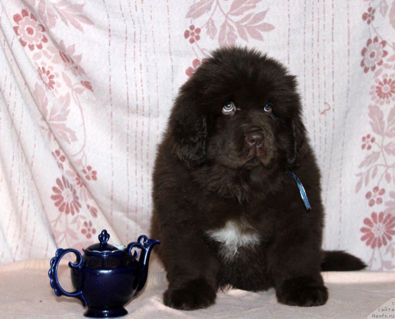 Фото: ньюфаундленд Браунблад МСК Альпина Гуардиан Соул (Brownblood MSK Alpina Guardian Soul)