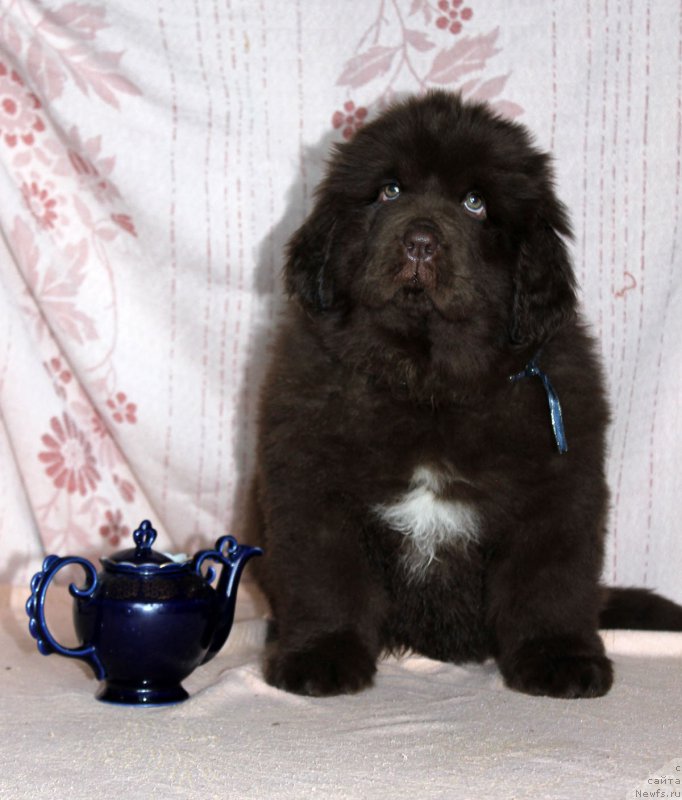 Фото: ньюфаундленд Браунблад МСК Альпина Гуардиан Соул (Brownblood MSK Alpina Guardian Soul)