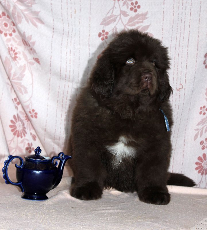 Фото: ньюфаундленд Браунблад МСК Альпина Гуардиан Соул (Brownblood MSK Alpina Guardian Soul)