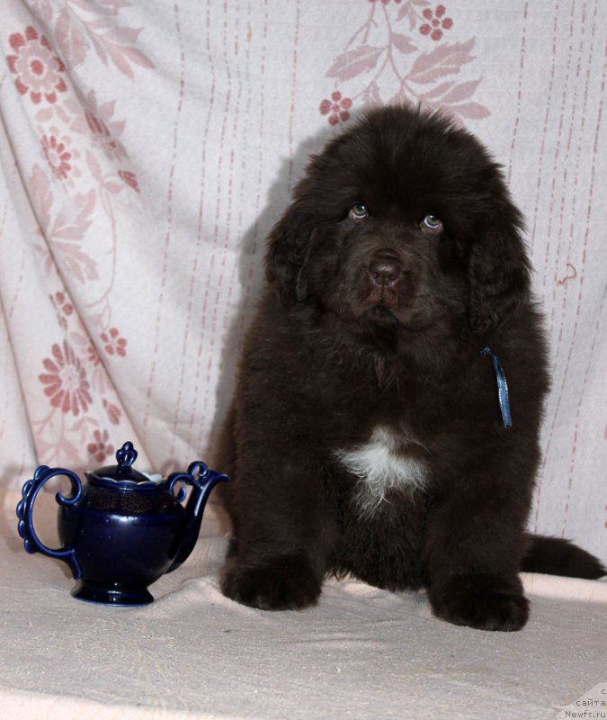 Фото: ньюфаундленд Браунблад МСК Альпина Гуардиан Соул (Brownblood MSK Alpina Guardian Soul)