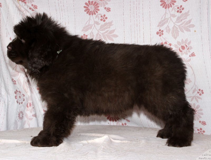 Фото: ньюфаундленд Браунблад МСК Аванти Дарлинг Кид (Brownblood MSK Avanti Darling Kid)