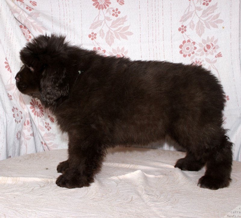 Фото: ньюфаундленд Браунблад МСК Аванти Дарлинг Кид (Brownblood MSK Avanti Darling Kid)