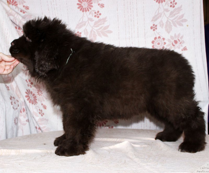 Фото: ньюфаундленд Браунблад МСК Аванти Дарлинг Кид (Brownblood MSK Avanti Darling Kid)