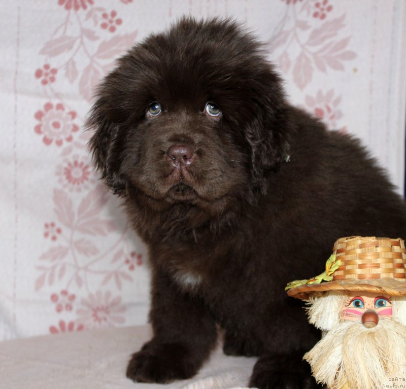 Фото: ньюфаундленд Браунблад МСК Аванти Дарлинг Кид (Brownblood MSK Avanti Darling Kid)