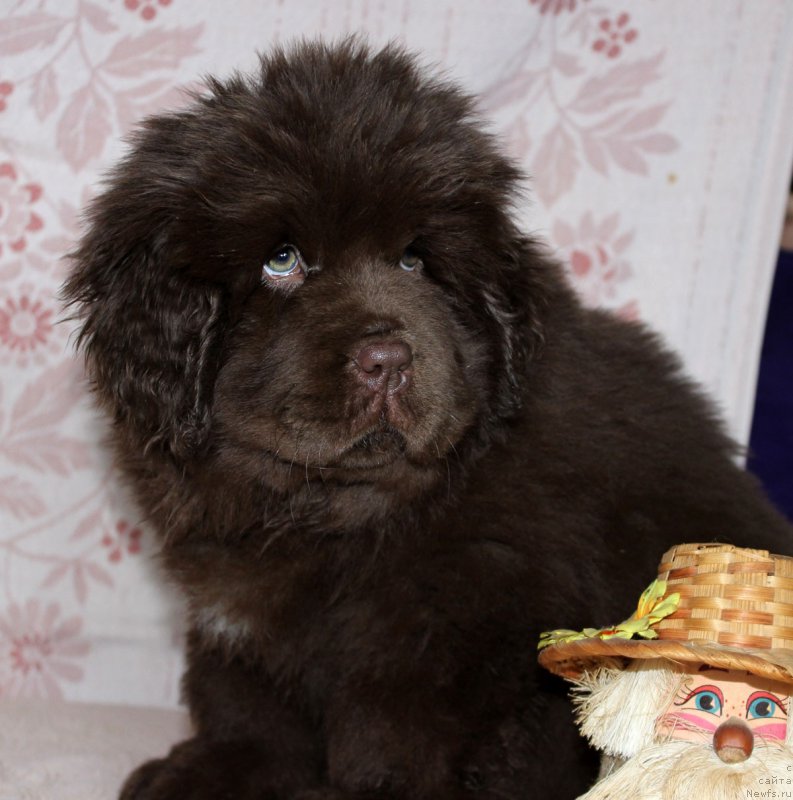 Фото: ньюфаундленд Браунблад МСК Аванти Дарлинг Кид (Brownblood MSK Avanti Darling Kid)