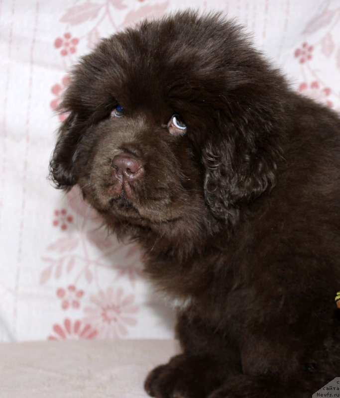 Фото: ньюфаундленд Браунблад МСК Аванти Дарлинг Кид (Brownblood MSK Avanti Darling Kid)