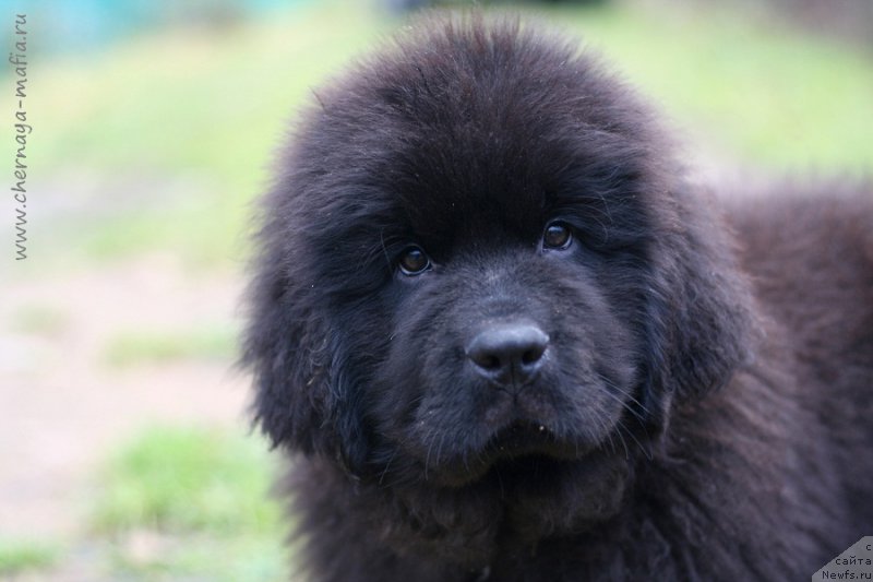 Фотография № 216417