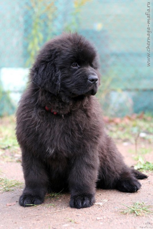 Фотография № 216419