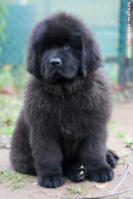 Фотография № 216420