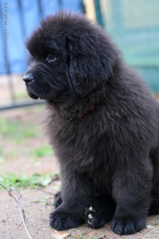 Фотография № 216421