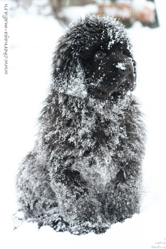 Фотография № 216423