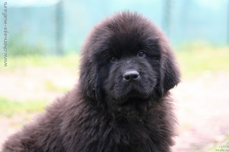 Фотография № 216425