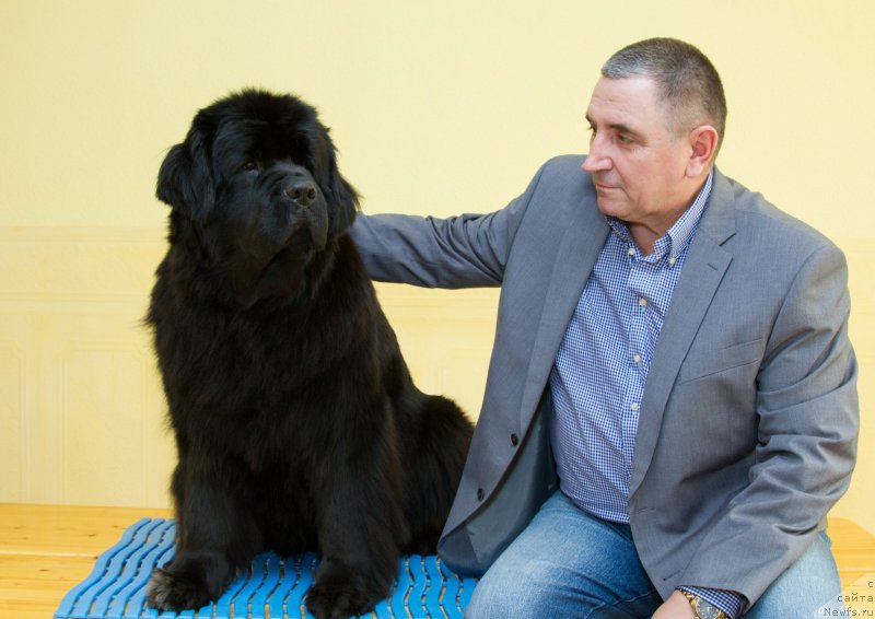 Фото: ньюфаундленд Ньюфорт Тайм'с Голд Алекса