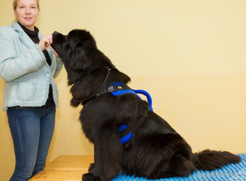 Фото: ньюфаундленд Ньюфорт Тайм'с Голд Алекса