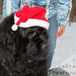 Фото: ньюфаундленд Ньюфорт Бестселлер