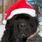 Фото: ньюфаундленд Ньюфорт Бестселлер