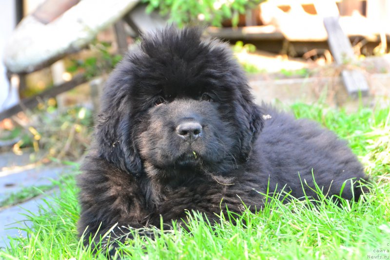 Фото: ньюфаундленд Талисман Моря Каспиан