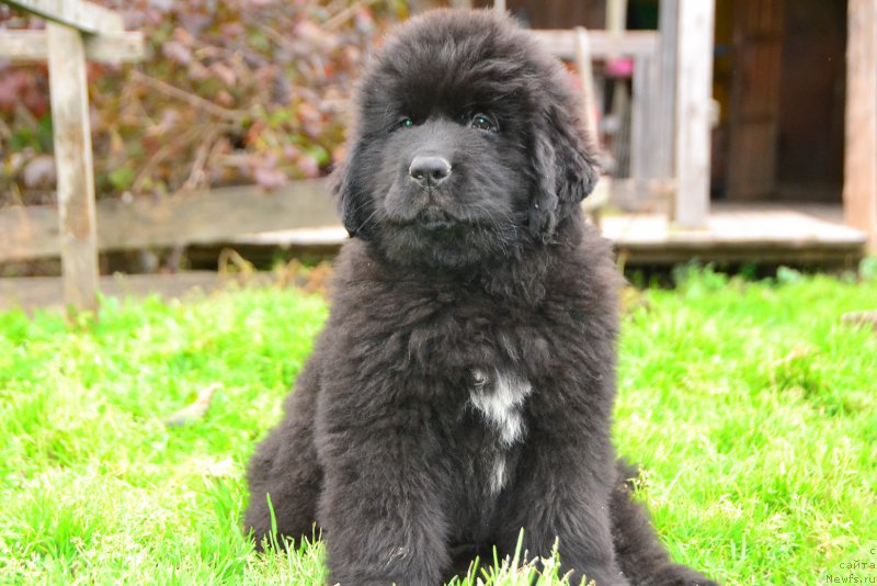 Фото: ньюфаундленд Талисман Моря Каспиан