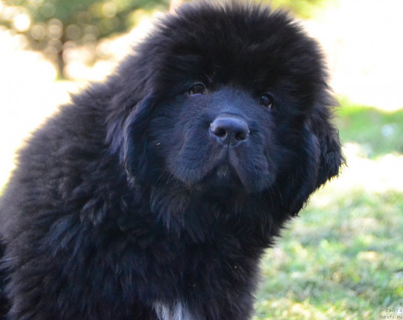 Фото: ньюфаундленд Талисман Моря Каспиан