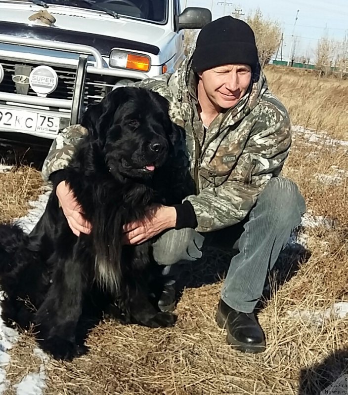 Фото: Вова, ньюфаундленд Хит Шелико Герл фо Хэппиенс