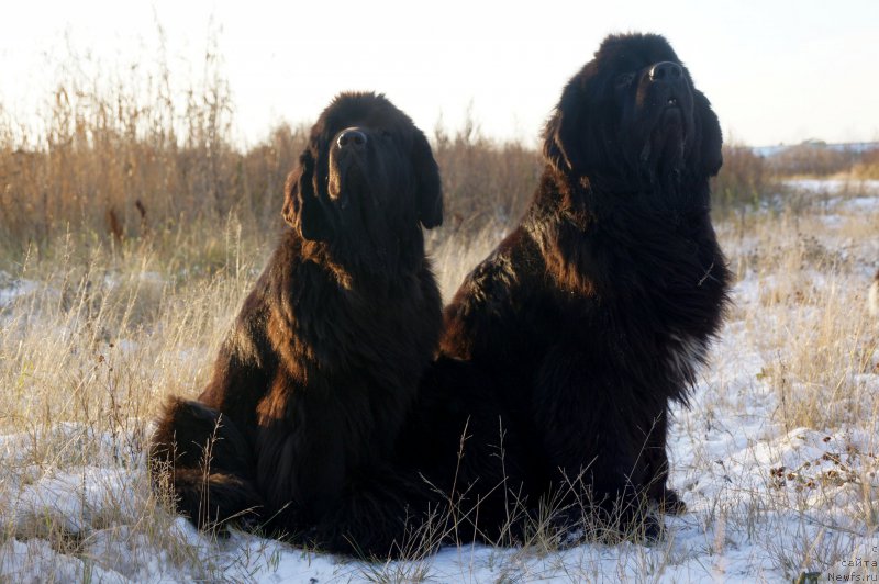 Фото: ньюфаундленд Флюфи Аваланч Эксклюсиве Дрим (Fluffy Avalanch Exclusive Dream), ньюфаундленд Питерньюф Чабот Армагнак