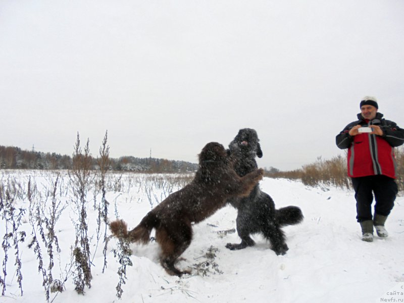 Фото: ньюфаундленд Черная Мафия Шорт анд Свеет (Chernaya Mafia Short and Sweet), ньюфаундленд Николь Голд Стар (Nikol Gold Star)