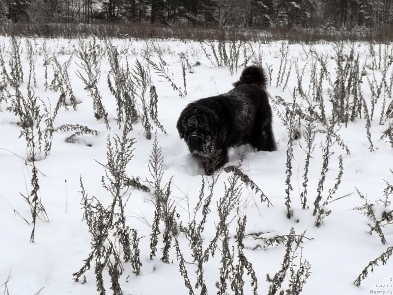 Фото: ньюфаундленд Черная Мафия Шорт анд Свеет (Chernaya Mafia Short and Sweet)
