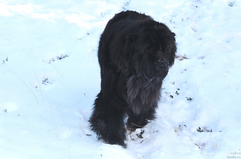 Фото: ньюфаундленд Анабелле Квин оф зэ Моунтайнс