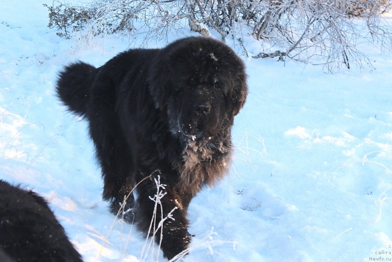 Фото: ньюфаундленд Бегущая по Волнам Зеро Коол