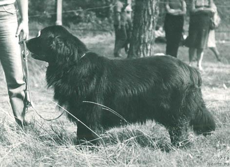 Фото: ньюфаундленд Серджам Нике