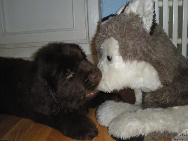 Фото: ньюфаундленд Лесная Сказка Королевский Медведь (Lesnaja Skazka Korolevskiy Medved)