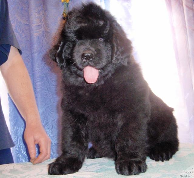 Фото: щенок, [d6413]и, ньюфаундленд Супер Премиум Брабус