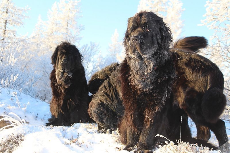 Фото: ньюфаундленд Fortuna of Giant's Island, ньюфаундленд Анабелле Квин оф зэ Моунтайнс