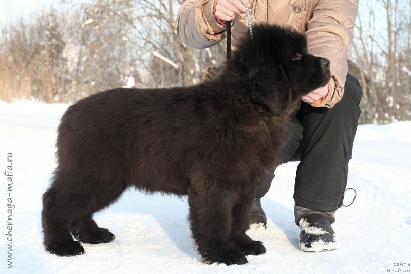 Фото: ньюфаундленд Черная Мафия Бреак Тхе Банк (Chernaya Mafia Break The Bank)